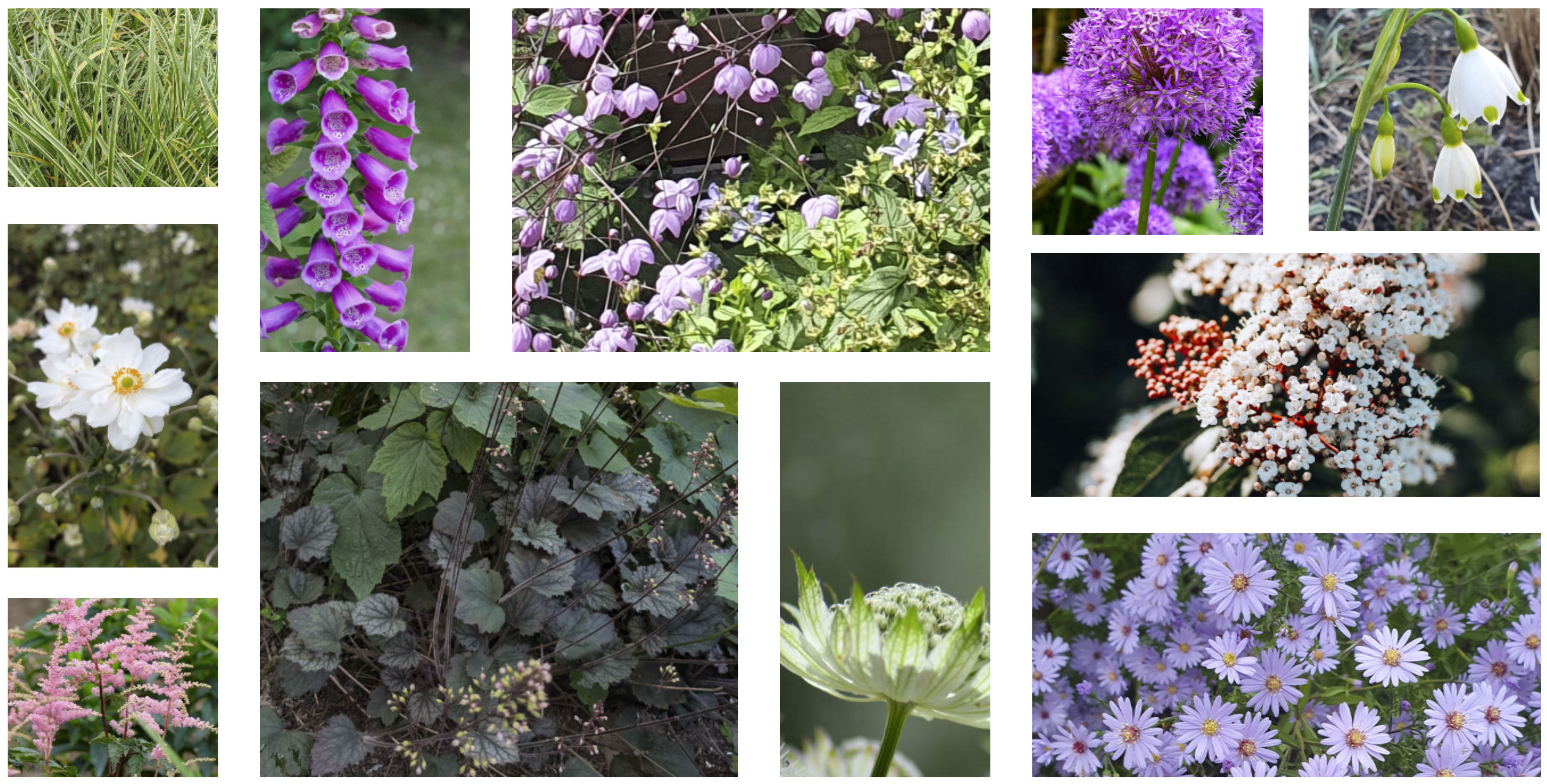 bloemen
